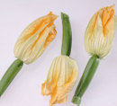 fleursdecourgettes