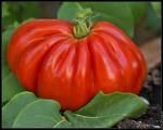 tomate