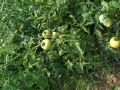 les_tomates_sont_bien_pour_le_prochain_panier.jpg